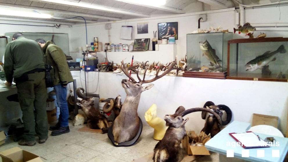 Agentes rurales decomisan 86 trofeos de caza de origen desconocido